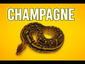 Champagne, Leopard, Wookie, Redstripe, YB Ball Python Clutch Update!