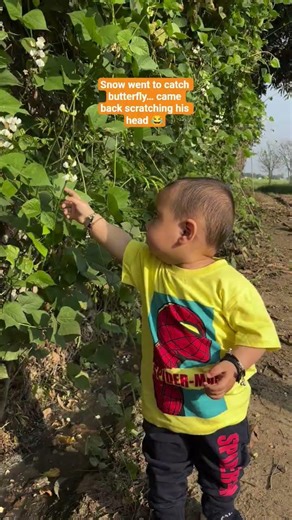 Snow went to catch butterfly… came back scratching his head 😂 #shorts #babylife #shortsfeed