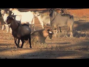 Bowhunting billy goats