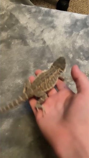How to pick up a beardie