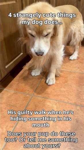 Golden lab: Strangely cute characteristics-Unique or not?