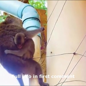 Brave Mother Saves Her Baby Monkey from Electric Danger but Falls Down Herself 🥲🥲 Check full VDO in first comment | Cute monkey family
