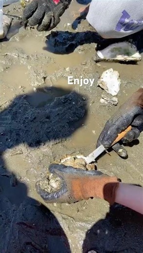 The joy of digging for oysters