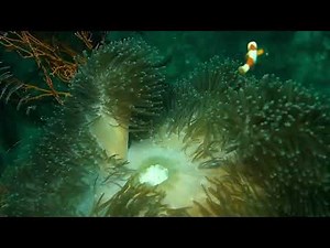 3 Hours Nemo's Reef Cam | Underwater Relaxation | Magical Aquarium Calm😍😀😍