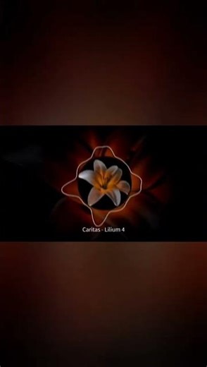 Caritas - Lilium 4