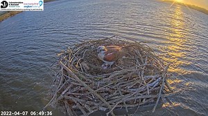 104K views · 7.8K reactions | There was a lovely sunrise this morning as 33(11) exchanged a Trout with Maya at 06:48! 33(11) went on to complete an incredible 5 hours and 55 minutes incubation shift 礪 | Rutland Osprey Project | Facebook
