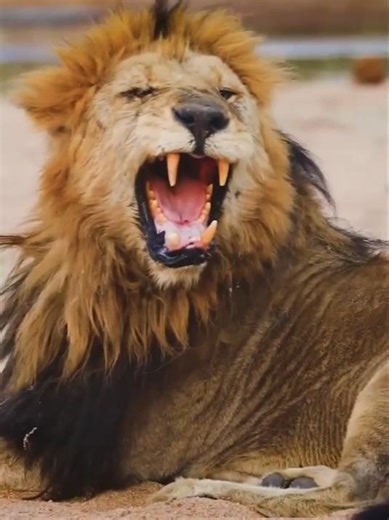 Into the Wild: A High-Definition African Safari Experience 🦁