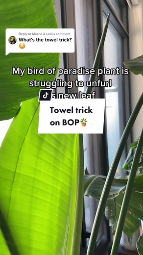 Plant Care Tips: Towel Trick for Bird of Paradise Plant