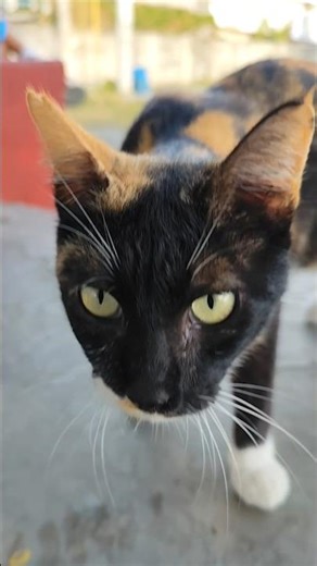 What a gorgeous tri-color cat😻🐈