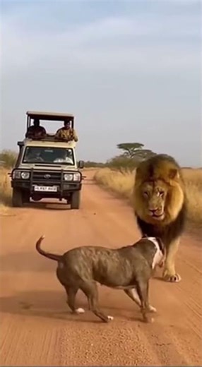 Pitbull ATTACKS Lion - UNBELIEVABLE 🤯 #shorts