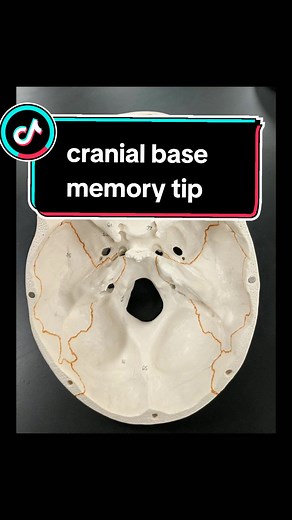 Olfactory Groove Anatomy and Cranial Base Memory Tip