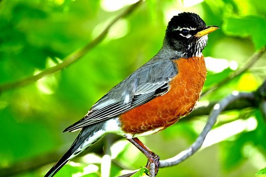 All About the American Robin