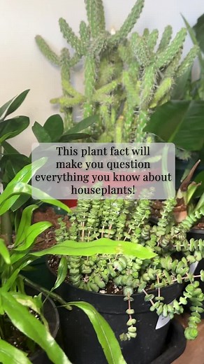 Shamrock Plants: Discover Their Unique Sleeping Habit