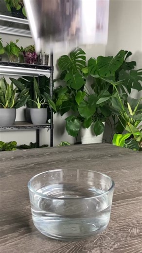 Philodendron Brasil Care: Repotting & Tips for Thriving Plants