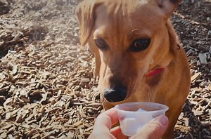 2.4K views · 64 reactions |  Meet Shaun, our 2-year-old Dachshund...