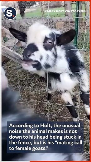 Declan the Singing Goat Takes Center Stage