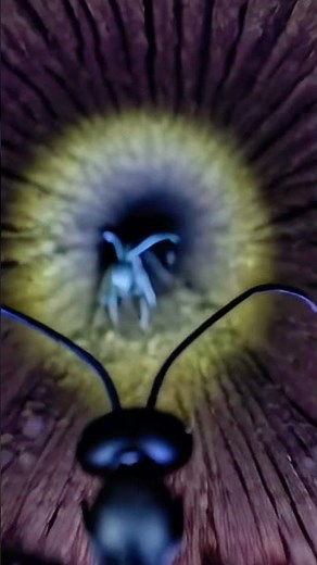 Inside a Carpenter Ant Colony | Realistic Underground POV Exploration