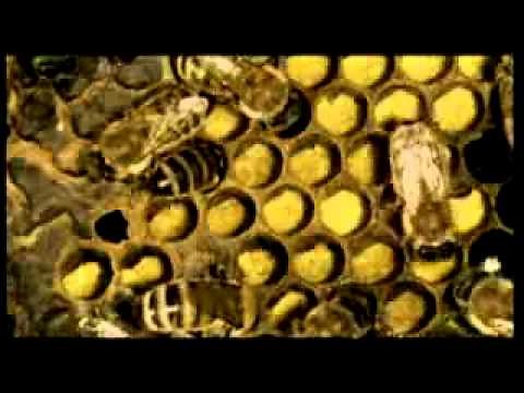 Die Honigbiene - Entwicklung und Verhalten