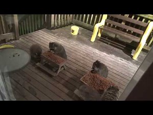Three Baby Raccoons and Mom