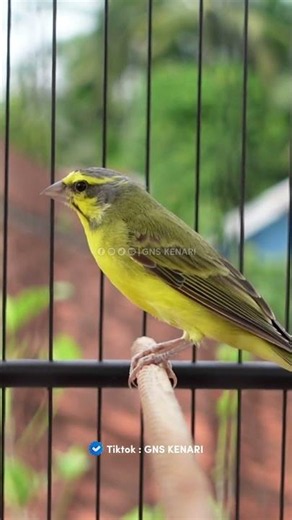 Masteran mozambik untuk kenari | Yellow fronted Canary song for canaries | Música para canários | 02