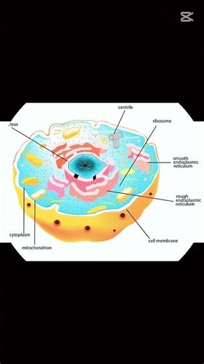 Nucleus briefly explained (cell biology)