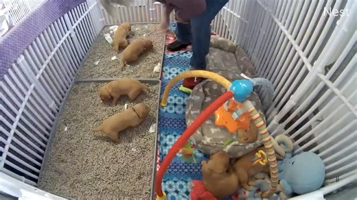 For those interested in how puppies are introduced to potty pans. This starts at day 20, usually a week before "real food" is introduced. By 5.5-6 weeks, we have 95% success rate while expanding their living/play space slowly. This isn't in place of house training, but gives a jump start by teaching them to differentiate sleep/play/dining with potty areas. It also is nice, because pregnant and nursing moms have their own. They have increaded food and water intake, meaning they need to go out mor
