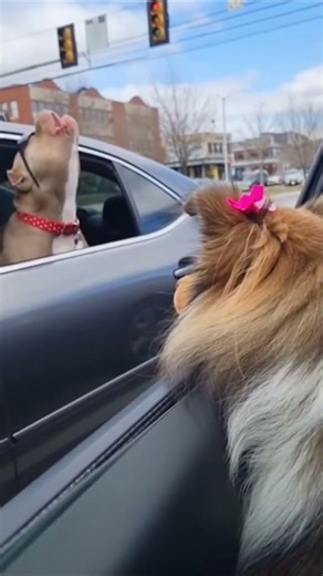 That bully's confidence on the road hits different 🚦🐶 #dogs #funny #shorts