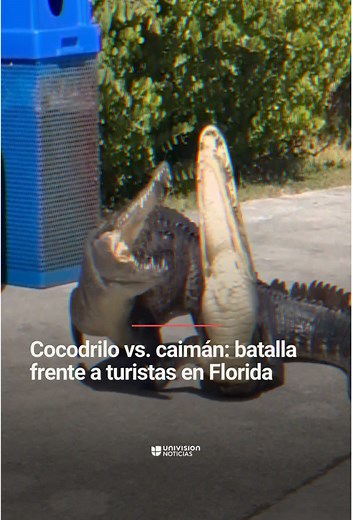 🐊 Cocodrilo vs. caimán: así fue la batalla que protagonizaron frente a turistas. Ambos reptiles se mordieron ante la mirada de visitantes que los captaron en video en Florida. Los turistas que presenciaron todo dijeron que el caimán se retiró “derrotado” al agua. #animales #animals #cocodrilo #crododile #alligator #Uninoticias #UnivisionNoticias