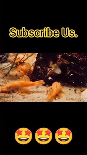 Albino Tank Cleaner Fish In Aquarium🥵 #shorts