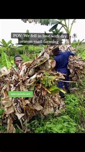 Snails in Nigeria on Instagram: "Ever wonder what farm work really looks like on a snail farm during the dry season? Let's dive into the daily grind! Ready? WhatsApp 08078630043 #farminglife #agriculture #farmwork #farmlife #workhard #ruralliving #ngsnails"