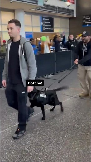 Off the Clock and On the Couch! #traveling #pets #shorts