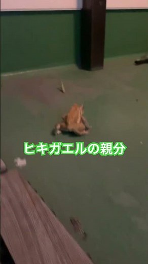 カマキリとヒキガエル#ヒキガエル#アズマヒキガエル#モリアオガエル#シュレーゲルアオガエル#ベランダの戦い#かえるが居る生活#めがさぶTV