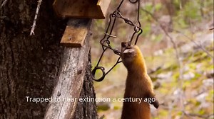 2.3K views · 44 reactions | Meet the American Marten! Sometimes...