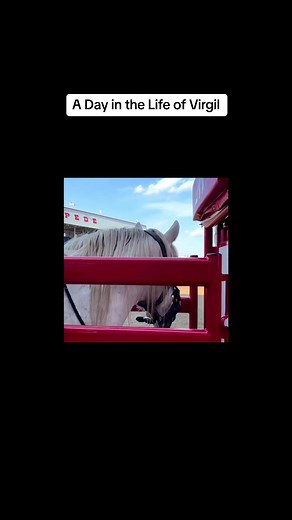 CALGARY, Alberta — BEHIND the scenes with World Champion Bucking Horse, Virgil. His career started 12 years ago with Mo Betta as a long three year old, C5 bought him at 5 and have managed this superstar to perfection. Congratulations to Kade Sonnier on his $50,000 win — but hats off to Virgil. Love what you do and you’ll never work a day in your life. #Virgil #C5Rodeo @kadesonnier #CalgaryStampede #worldchampion #horse #worldrecordholder #athletes #runtowork #grayhorse #beastmode #Hooey #Resisto