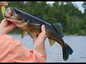 Blue Walleye