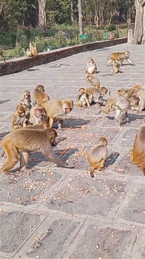 bro & monk#happy #holiday #monkey #get #pinout #by #brother #youtubeshort #shorts