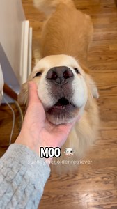 MOO’s to make you SMILE. 🐮😂 Sunday and Daddy ACE are bilingual! ✨❤️#goldenretriever #dog | Sunday The Golden Retriever