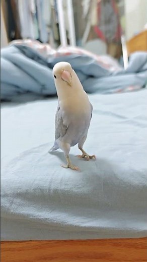 Parrot repeating words #Bird