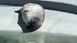 15K views · 204 reactions | Il n’y a pas juste les humains qui se réjouissent du retour du soleil pour se faire dorer la couenne...! 玲☀️ | Aquarium du Québec | Facebook
