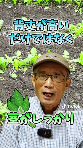 大根栽培の間引き秘訣