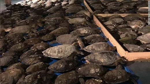 As Texas' deep freeze wreaks havoc on land, sea animals are also suffering in icy waters. This week, Sea Turtle, Inc., a nonprofit in South Padre Island, rescued more than 2,500 at-risk turtles from nearby waters. The team began their rescue effort immediately, knowing that turtles — unlike other sea animals — are unable to survive in cold temperatures. https://cnn.it/2ZAsFRj | CNN