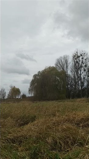 Autumn Field - Fast Moving Clouds | 8x Speed Timelapse