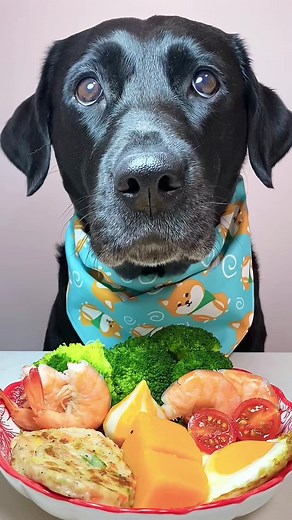 Dog Eating Sounds Compilation: A Joyful Experience