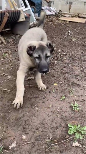 2-3 ay sonra babaları gelsin 😂