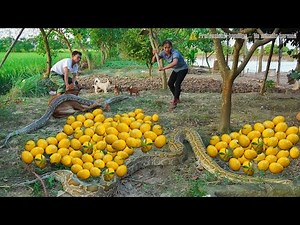 Harvesting 1000+ corn cobs – horrified to discover 2 giant pythons appearing right inside the farm