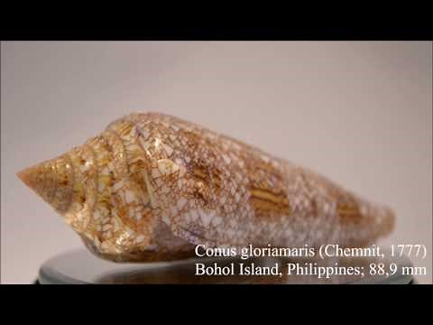 World's most expensive shell - Conus gloriamaris (Chemnit, 1777) 海之榮光芋螺 - HD video 1080p 360º