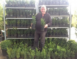 Big Bushy English Box in 6" pots only $3.49