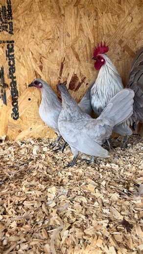 Here’s some of my future project lavender birchens. I was really excited to be able to acquire some of these from @Quinton Locklear457 thanks bud. They have settled in nicely.#oldenglishgamebantams #oegb #chickensoftiktok #northcarolina #lavenderbirchens