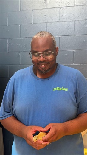 2.3K views · 37 reactions | It’s World Lizard Day and we’re a fan of...