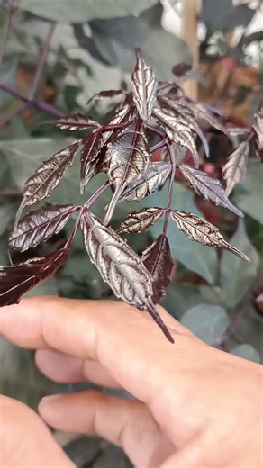 14 มีนาคม ค.ศ. 2026